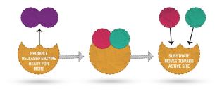 Enzymes are proteins that act as catalysts, speeding up chemical reactions. The substance on which the enzyme is reacting is called a substrate, which fits neatly into an enzyme. The enzyme weakens the bond in the substrate, facilitating the reaction.