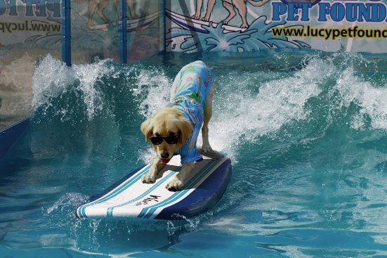 The team came from a variety of breeds. Here is Jack, a labrador retriever.